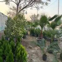 پالم سیکاس مورت شمشاد لگستروم لاوسون و کامیس|خدمات باغبانی و درختکاری|پیشوا, |دیوار