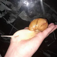 حلزون مولد وجوجه زیر قیمت