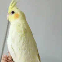 عروس هلندی لوتینو|پرنده|دهگلان, |دیوار