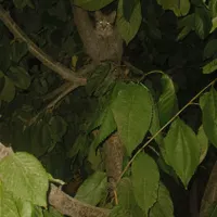 سه تا بچه گربه است