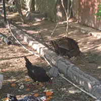 بوقلمون کرچ کپ