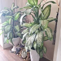 گل دیفن باخیا