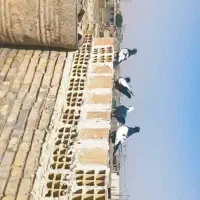 پرنده کبوتر رنگی|پرنده|کیانشهر, |دیوار