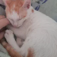 گربه گمشده مژدگانی عالی|حیوانات|بندرعباس, |دیوار