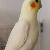 عروس هلندی|پرنده|صدرا-فارس, فاز ۱|دیوار