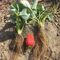 نشا توت فرنگی|خدمات باغبانی و درختکاری|مریوان, |دیوار