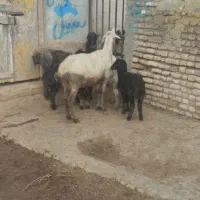 گوسفند|حیوانات مزرعه|سیمین شهر, |دیوار