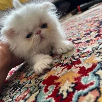 اسکاتیش پرشین ۲ ماهه|گربه|تبریز, |دیوار