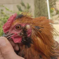 خروس محلی ریشی کاکلی چهل تاج|حیوانات مزرعه|فسا, |دیوار