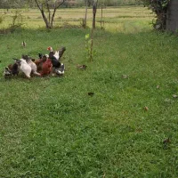 فروش زمین مسکونی 250مترسنگرروستای نشرودکل|فروش زمین و ملک کلنگی|سنگر, |دیوار