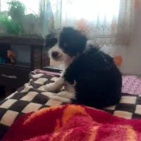 واگذاری|سگ|پرند, فاز ۶|دیوار