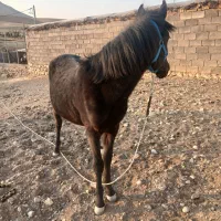 کره اسب فروشی|اسب و تجهیزات اسبسواری|شهرضا, |دیوار