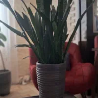 گل فیکوس و سانسوریا