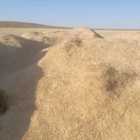 کاه  دیم