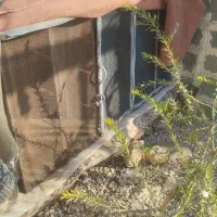 گنجه کبوتر|لوازم جانبی حیوانات|سیدان, |دیوار