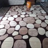 گلیم فرش در حد نو|گلیم، جاجیم، گبه|اندیمشک, |دیوار