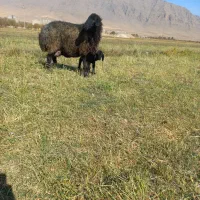 میش بره|حیوانات مزرعه|زالیان, |دیوار