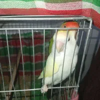 طوطی برزیلی|پرنده|ایذه, |دیوار