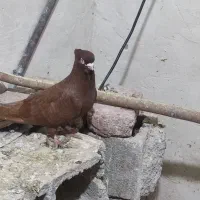 فروشی۳عدد کبوتر صرب