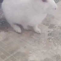خرگوش دو سه ماهه
