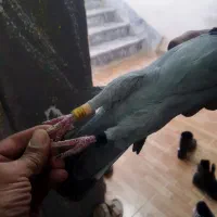 پلاکی زرهی 2024+2025|پرنده|دهلران, |دیوار