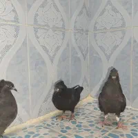 دم سفید|پرنده|اهواز, الصافی|دیوار
