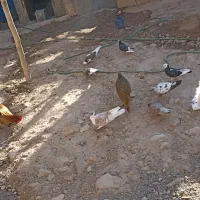 کبوتر|پرنده|رودشت (چهارمحال و بختیاری), |دیوار