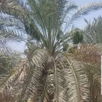 فروش فسیل(پاجوش) خرما