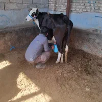 گاو ابستن ۵۰ روز