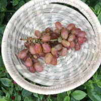 انواع سبدهای حصیری و گپو بافی