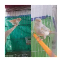 قناری سیلور ۲ عدد ماده