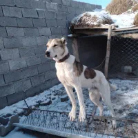 توله سگ سرابی