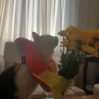 واگذاری گربه کالیکو عقیم شده و واکسن زده