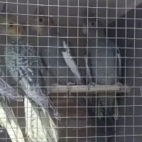 جوجه عروس|پرنده|مشهد, نوید|دیوار