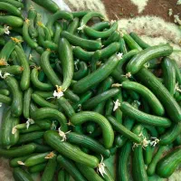 خیار شوری ترد و تازه