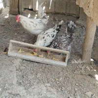تخم نطفه دار گلین طوسی و خال دار|حیوانات مزرعه|مشهد, موسوی قوچانی|دیوار