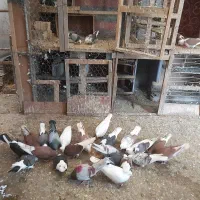 کبوتر پرشی تیرماه