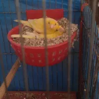 قناری طلایی جفتی