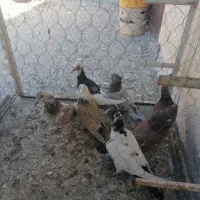 7عدد کبوتر پرشی|پرنده|سبزوار, جنت|دیوار