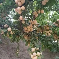 550-متر-باغ-ویلا