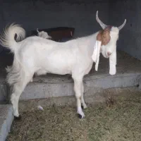 بزمری اصل