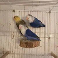 طوطی برزیلی مولد با تخم و جوجه سری قبل