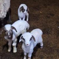 سه تابره ..دوتا نر یکی ماده بفروش میرسد|حیوانات مزرعه|حویق, |دیوار