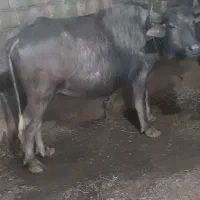 گاو|حیوانات مزرعه|خوی, |دیوار