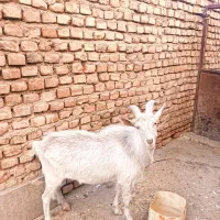 چبش سانن|حیوانات مزرعه|نهبندان, |دیوار