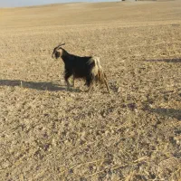 بز مناسب قصابی|حیوانات مزرعه|دهدشت, |دیوار