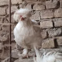 خروس کاکلی و پرپا