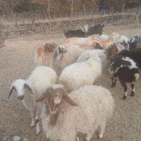 ۱۱ عدد بره جفتی ۵۰کیلو|حیوانات مزرعه|ملکشاهی, |دیوار