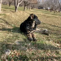 توله 9. ماه سرابی قیمت 5 ملیون|سگ|اهر, |دیوار