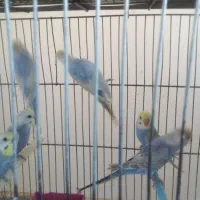 فنچ و مرغ عشق|پرنده|چهارباغ, |دیوار